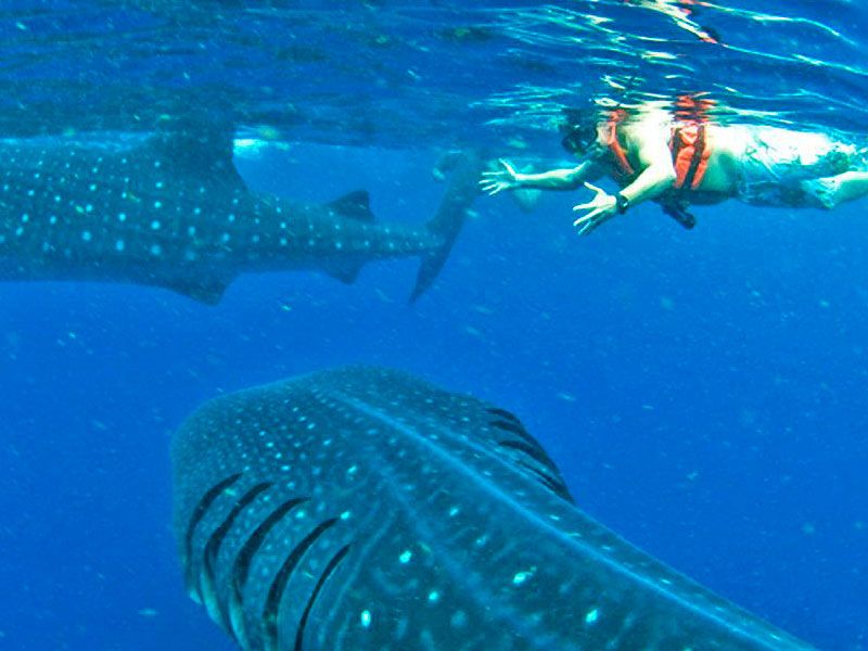 Excursión Nadar con Tiburon Ballena 1