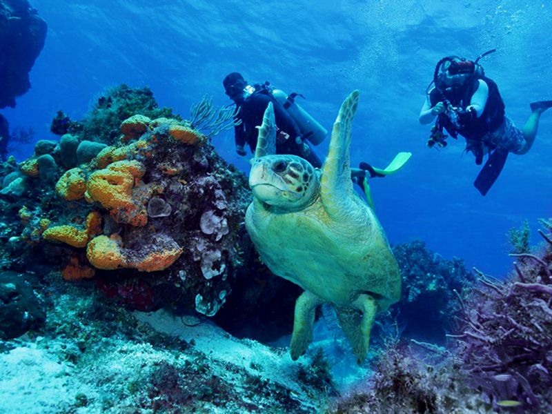 Tortuga de la Riviera Maya