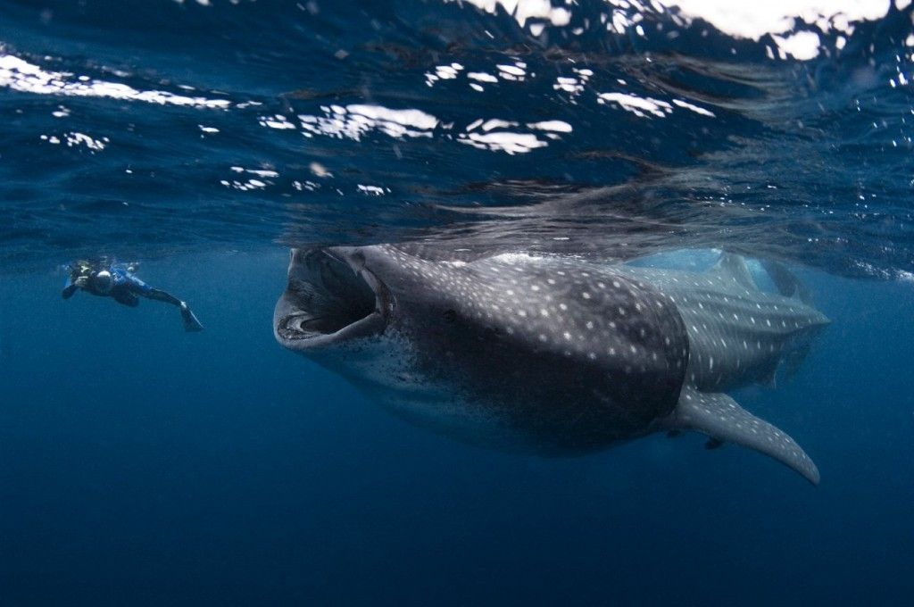 Nadar con tiburon ballena Nadar con tiburon ballena