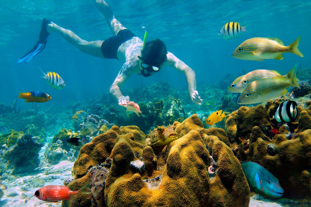 Snorkel Riviera Maya