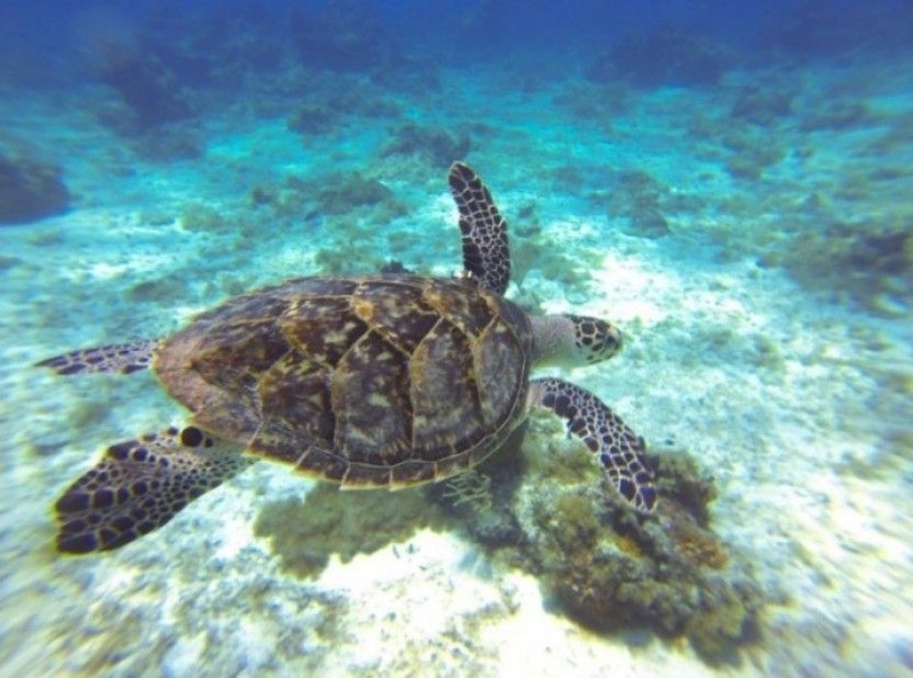 Punta allen
