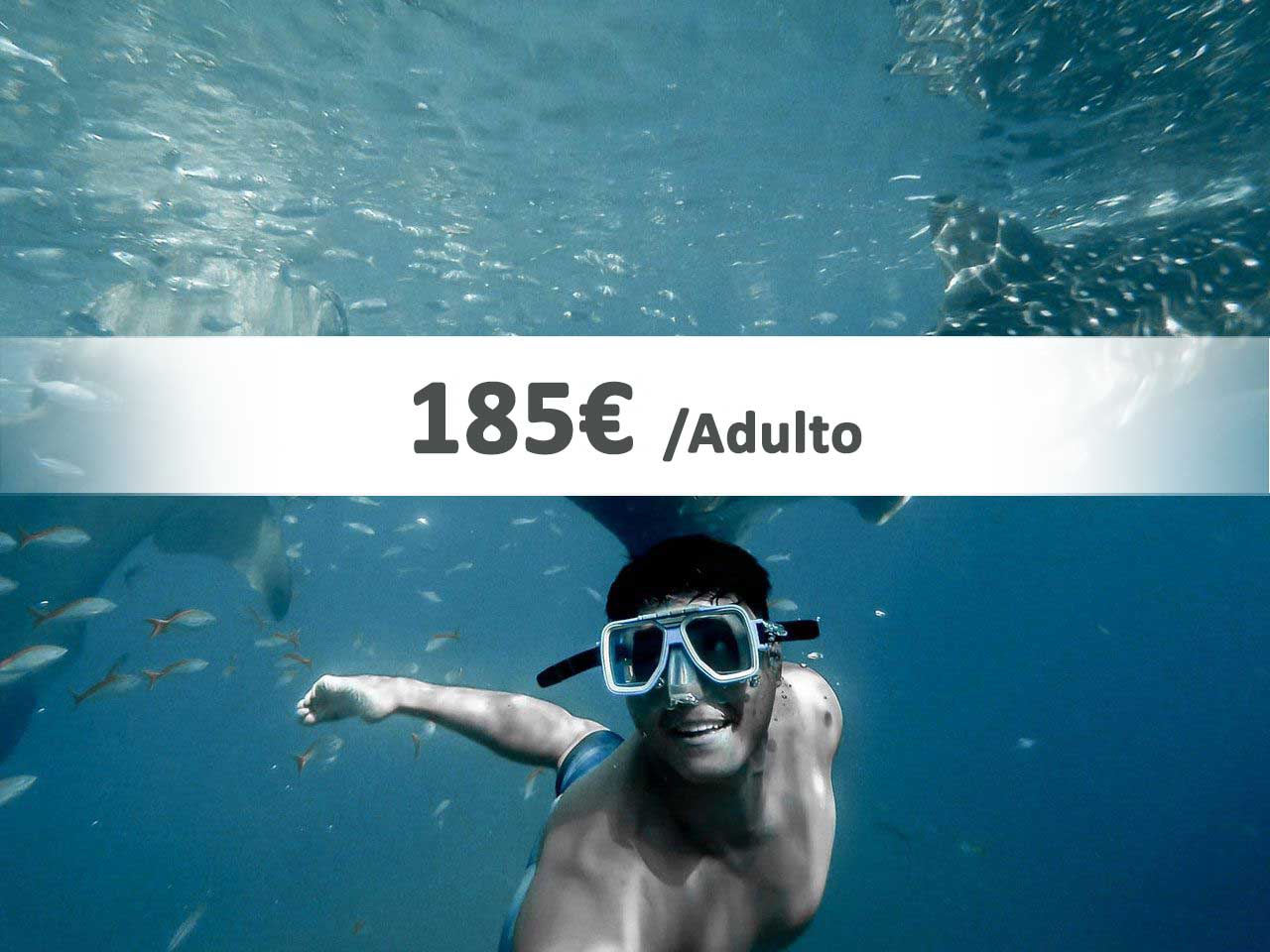 Precio Nadar con tiburones en Riviera Maya