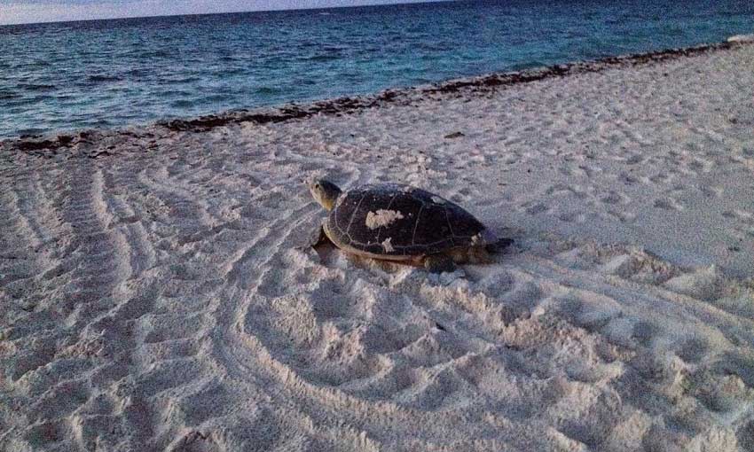 Xcacel Tortugas Tortugas Xcacel