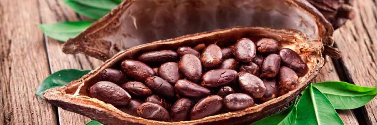 cacao